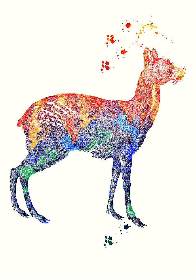 Siberian Musk Deer