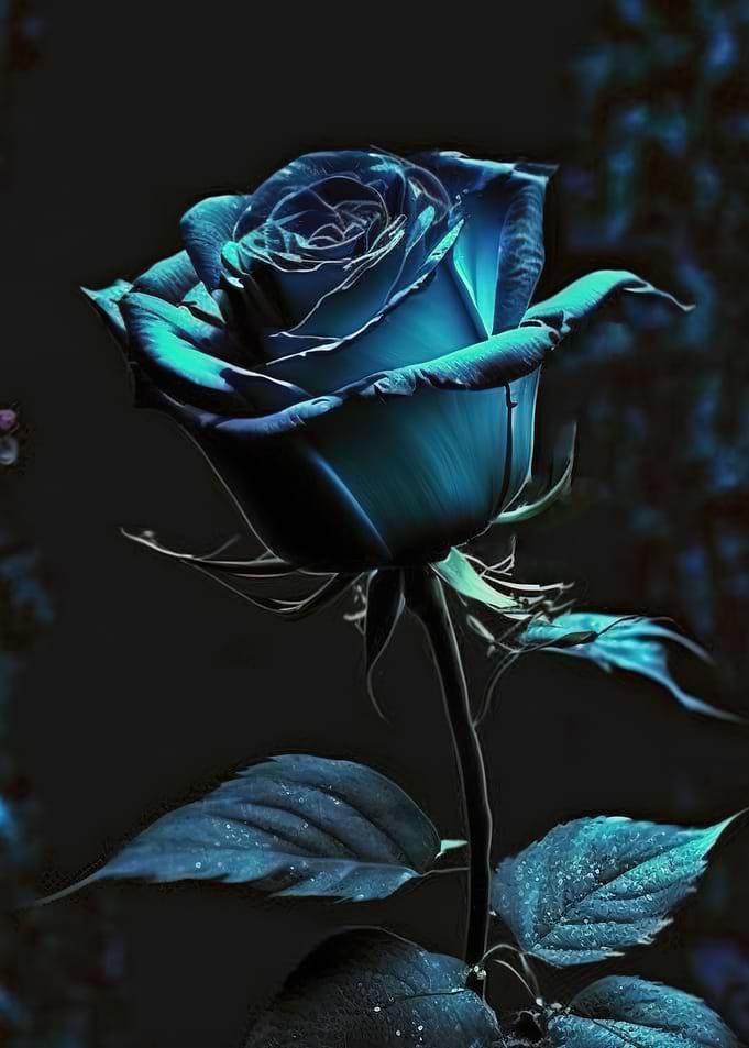 Blue Rose