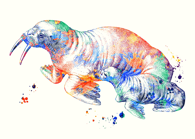 Walrus