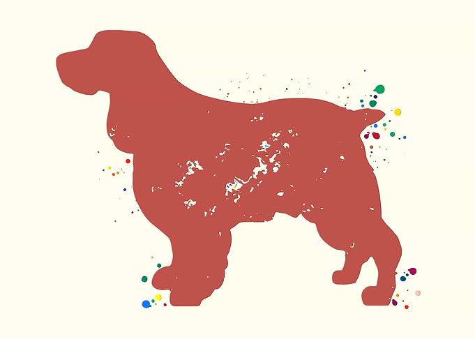 Spaniel Dog