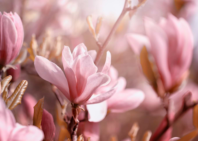 Pink magnolia flowers