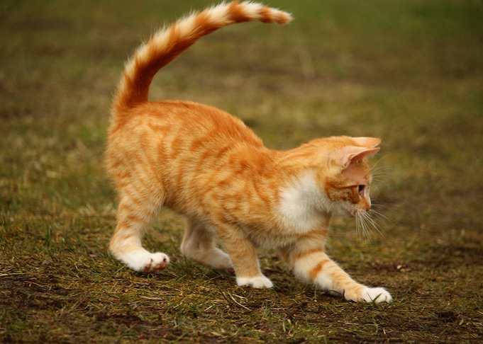 Kitten Playing