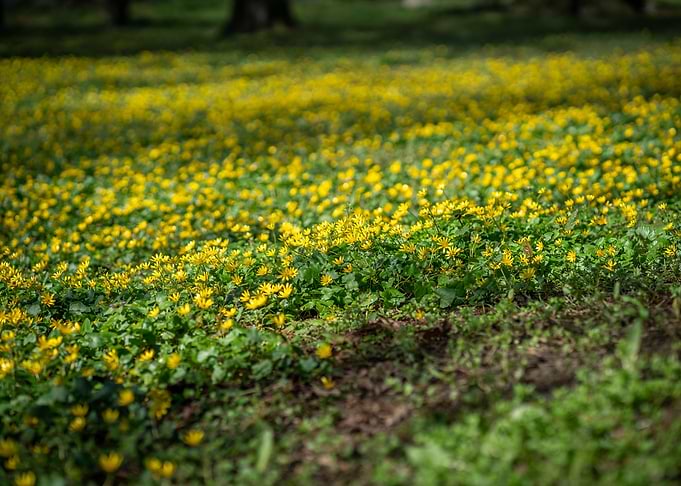 Flowers meadow