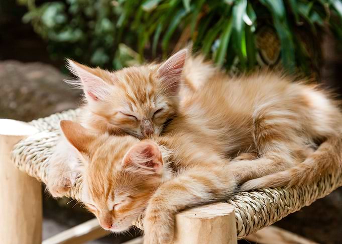 Sleepy Kittens