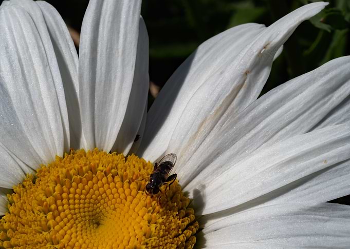 Summer White Flower
