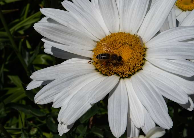 Summer White Flower