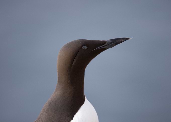 Common Guillemot portrait