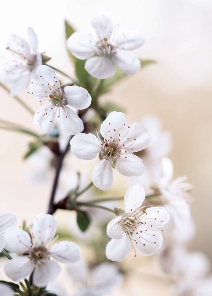 White cherry blossoms
