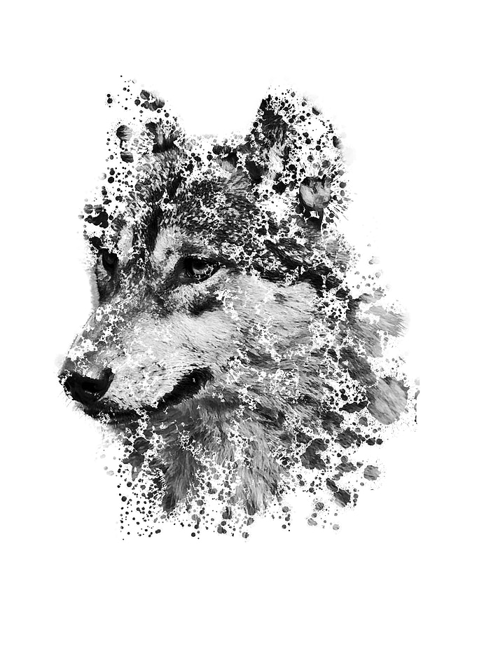 cool wolf