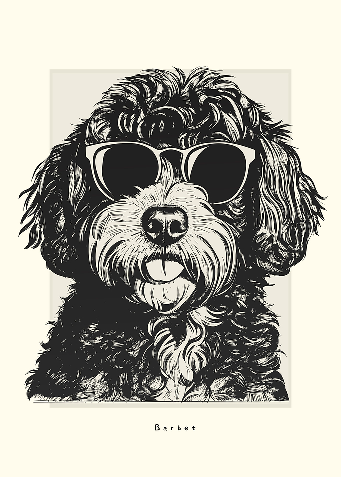 Barbet Illustration