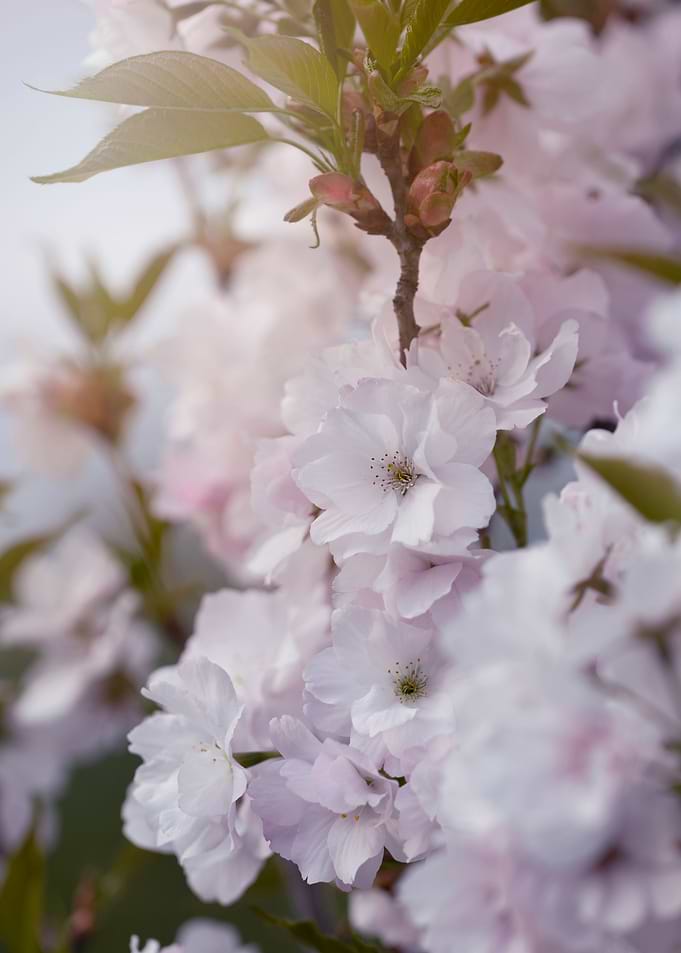 Pink cherry blossom flower