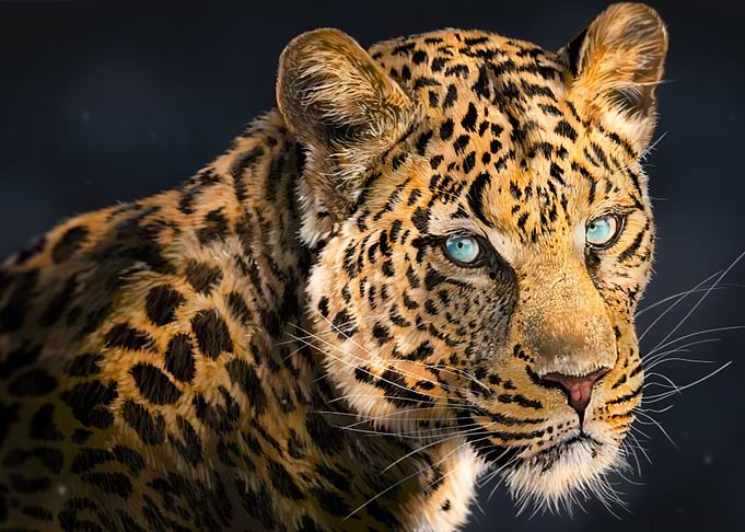 Beauty in the Wilderness