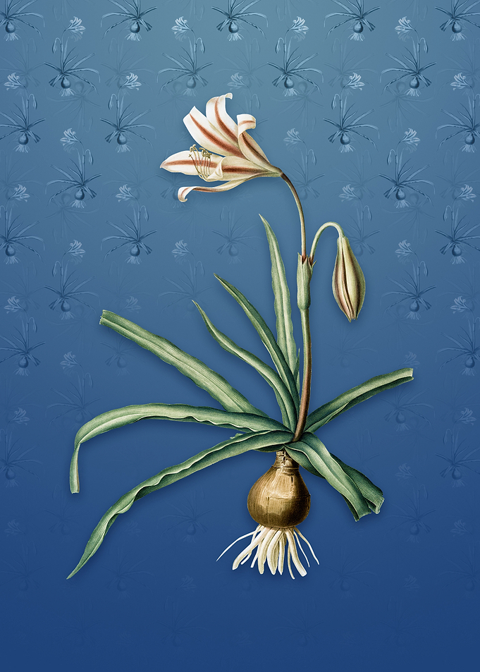 Amaryllis Broussonetii