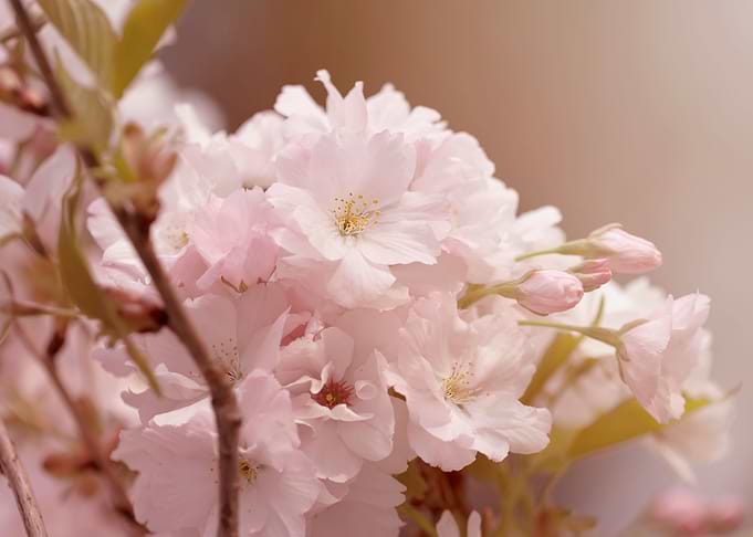 Pink cherry blossom flower