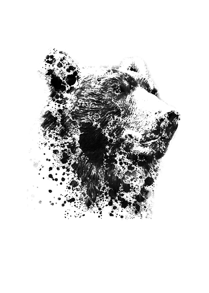 cool bear