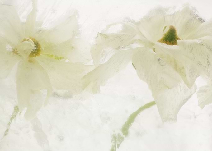 White ranunculus in ice 3