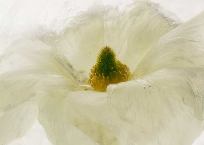 White ranunculus in ice 1