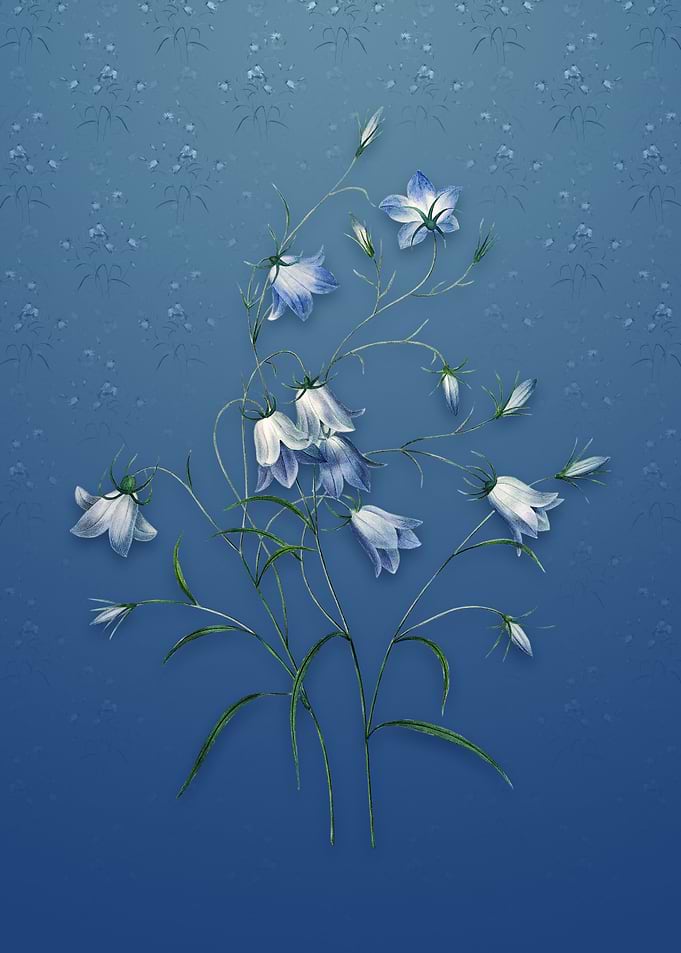 Campanule Clochette