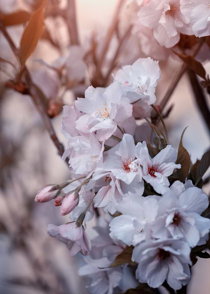 Amanogawa cherry blossoms