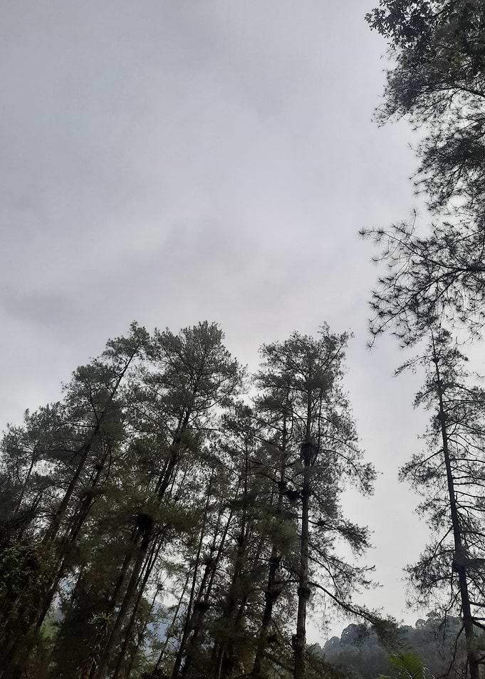 nature