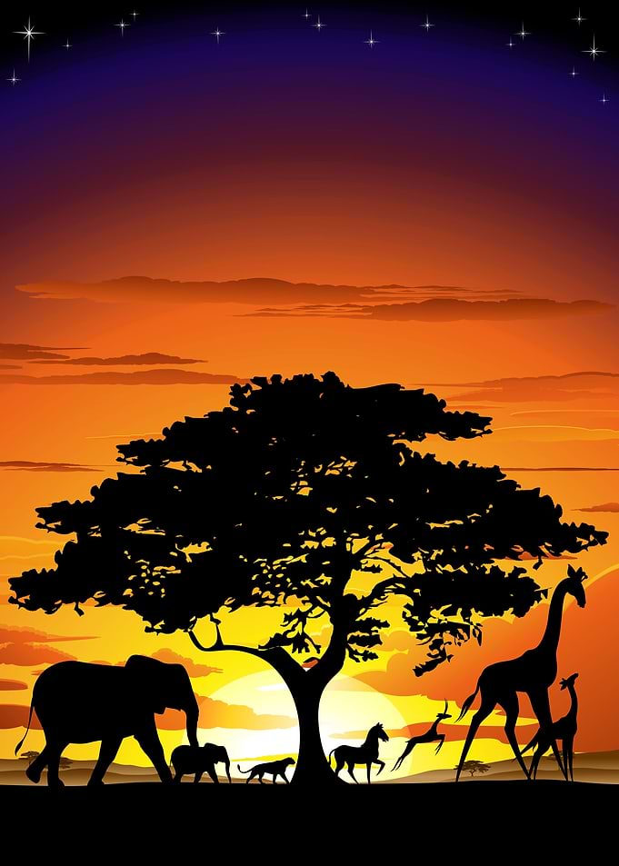 African Wild Animals