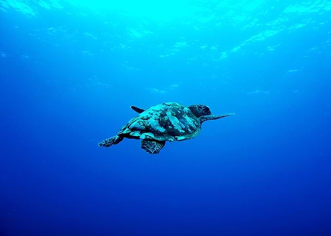 Sea Turtle in the Ocean