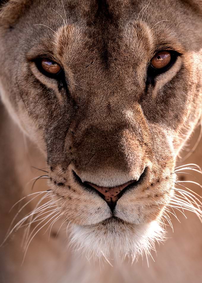 Lioness