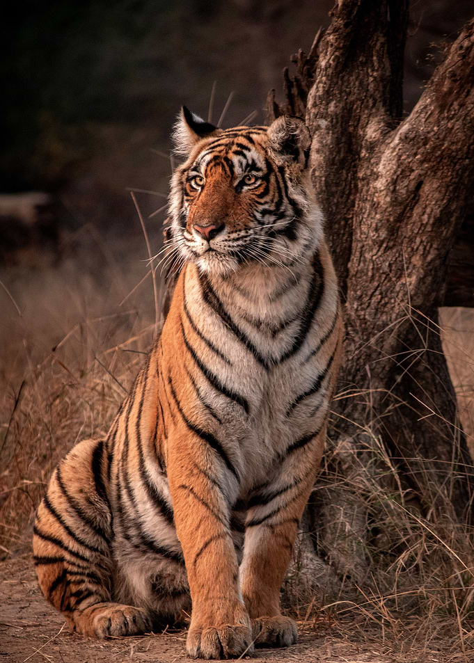 TIger