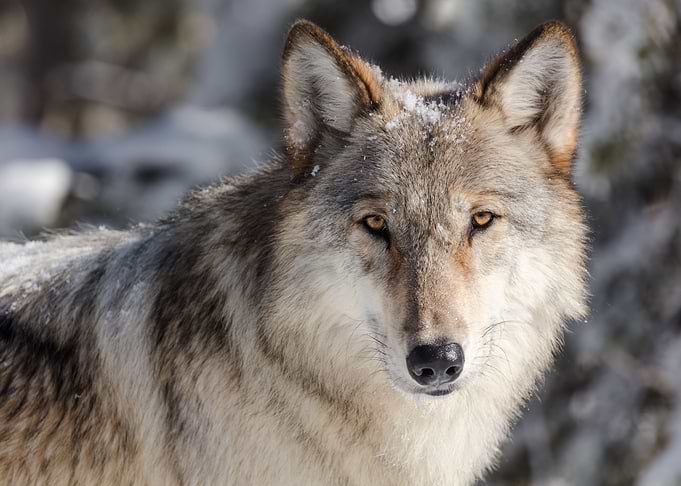 Wolf Portrait
