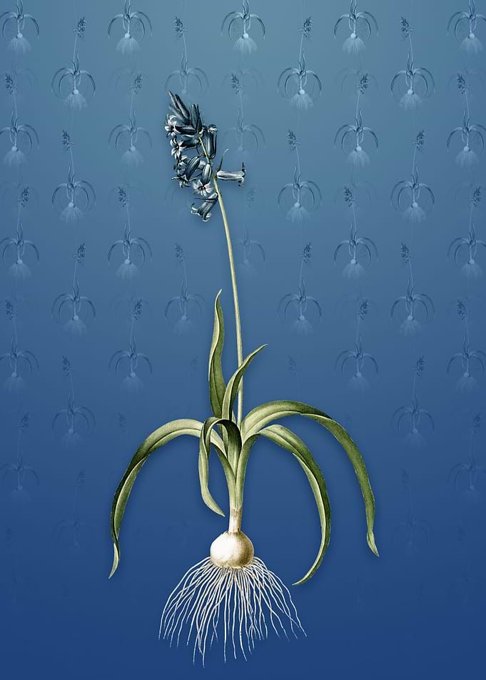 Vintage Common Bluebell