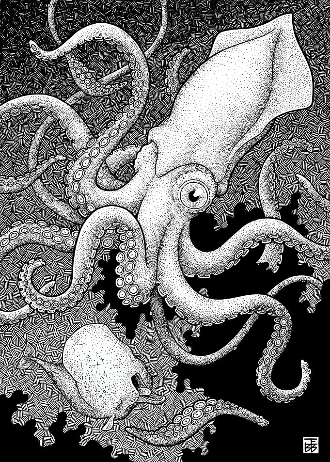 Giant Squid And Whale