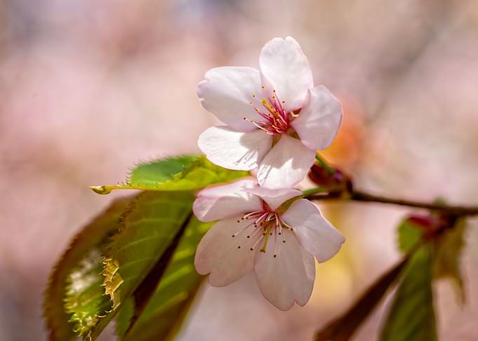 Two Chic Sakura Flowers