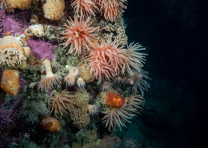 Underwater Arctic Life