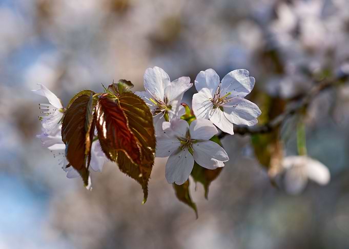 Cool Sakura Flowers Art
