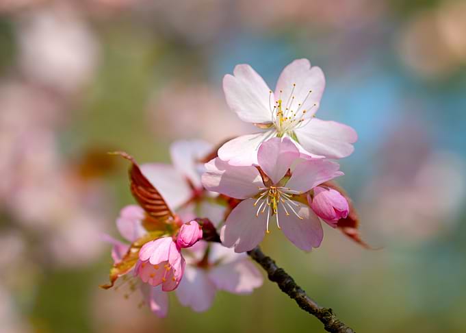 Pink Sakura Flowers Art