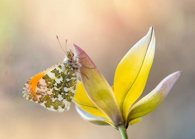 Spring butterfly
