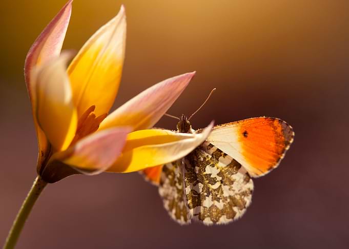 Spring butterfly