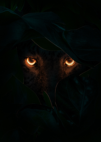 Night Vision