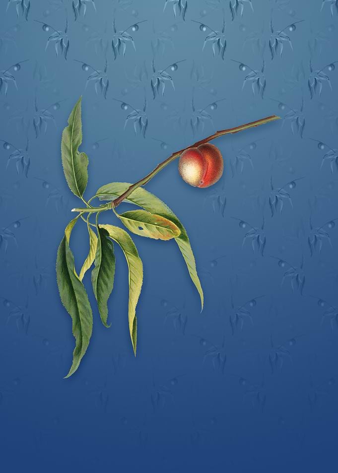 Peach on Bahama Blue