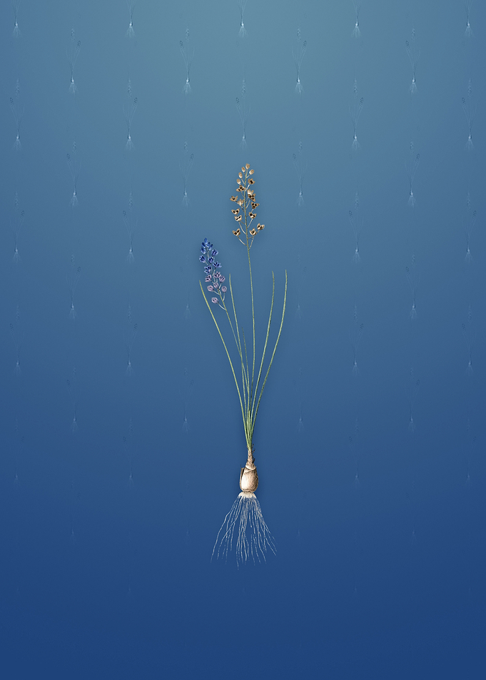 Vintage Autumn Squill