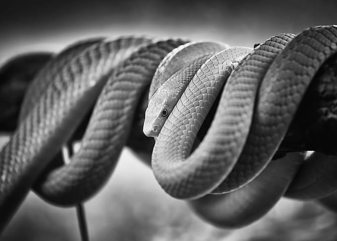 Green Mamba Snake