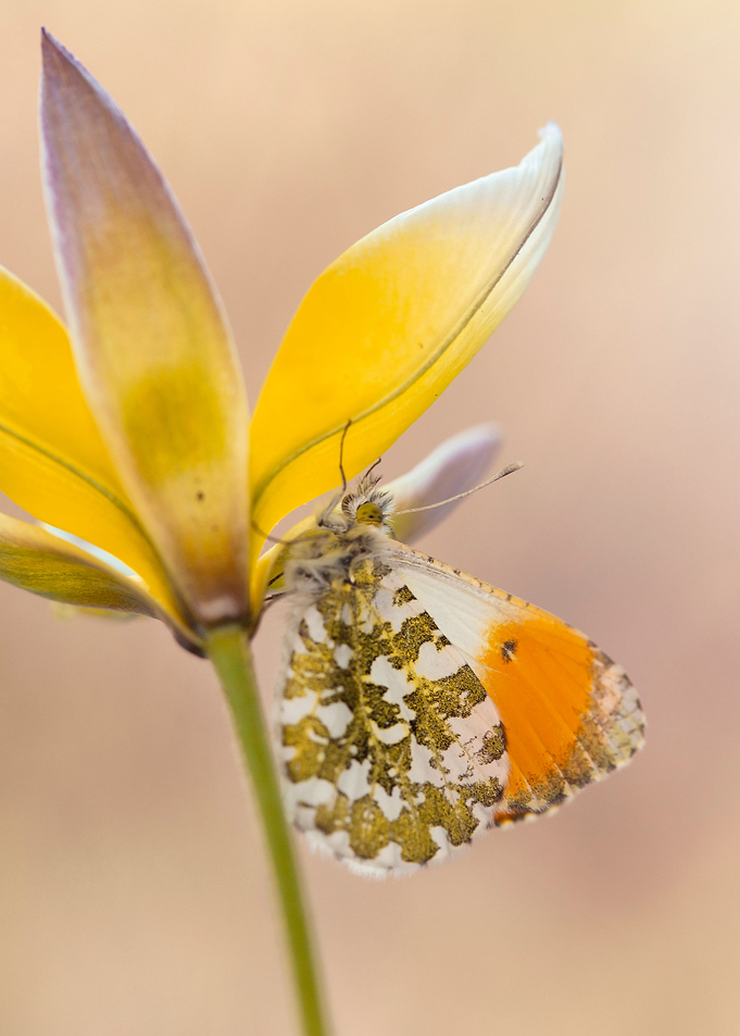 Spring butterfly