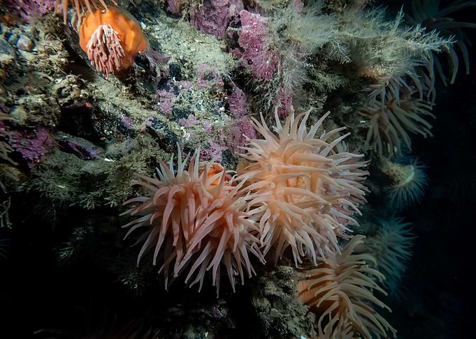 Underwater Arctic Life