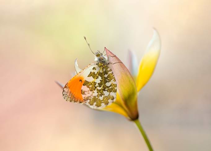 Spring butterfly