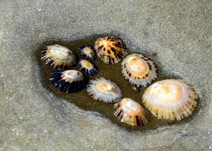 Sea Family