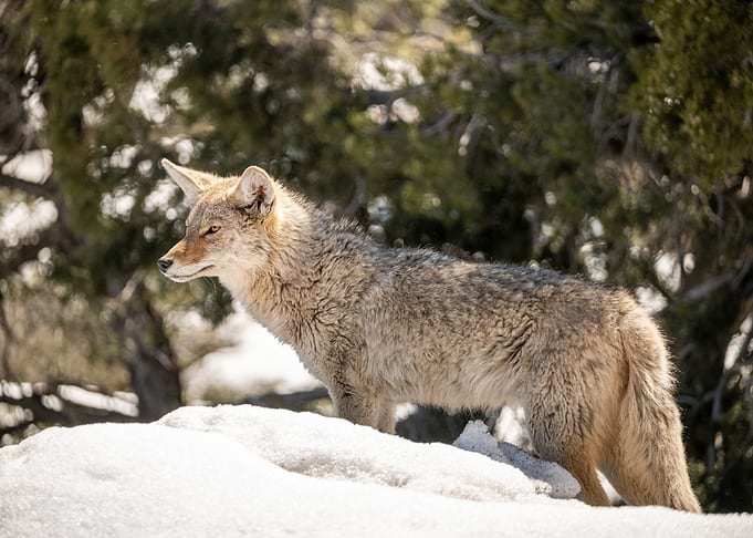 Snow Gray Fox