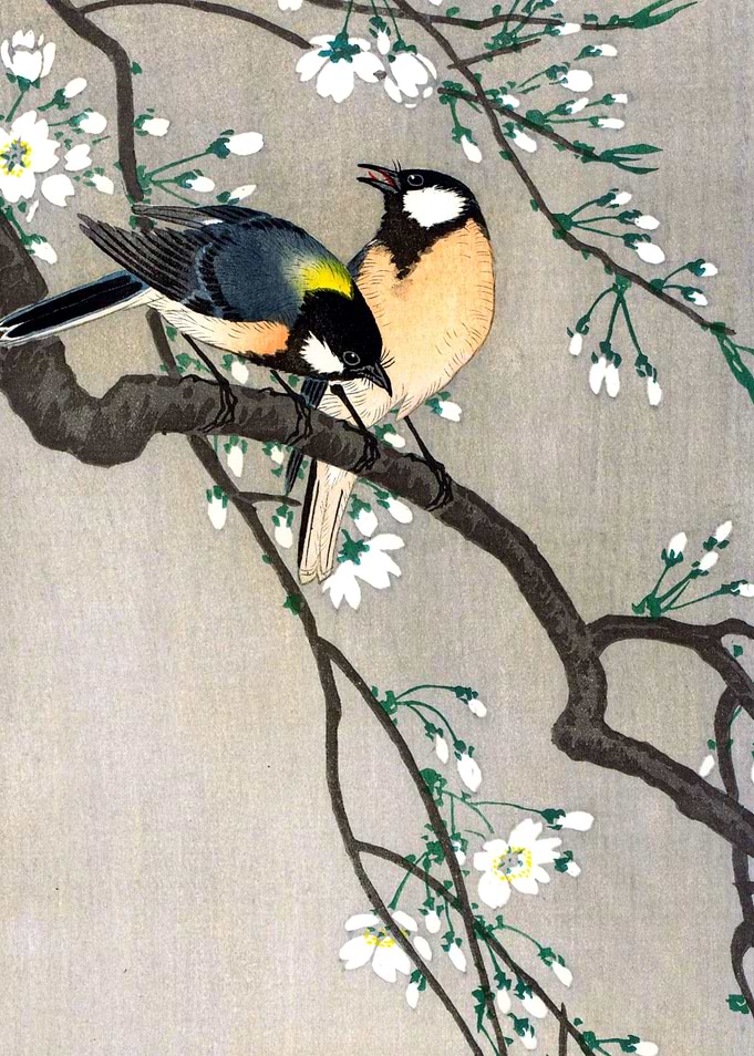 Great Tits on Branch