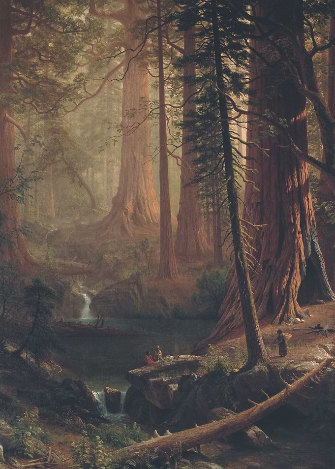 Giant Redwood Trees