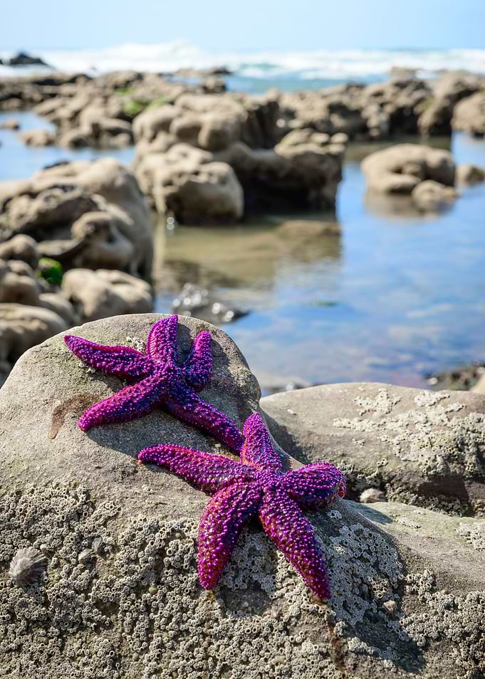 Starfish on a Beach