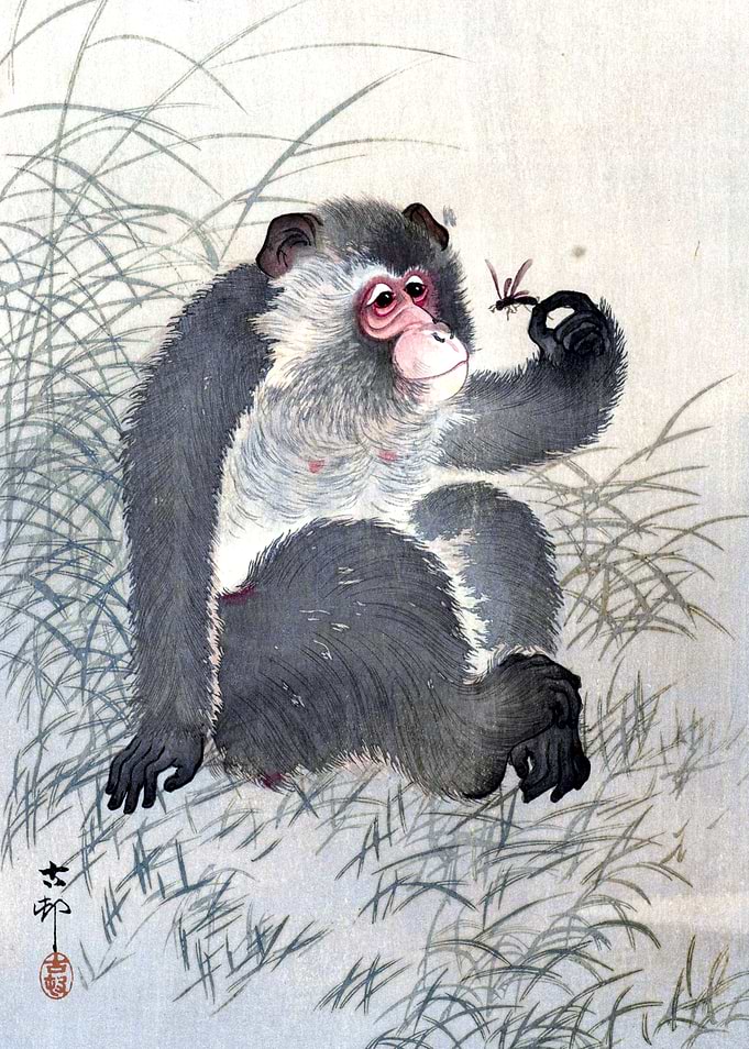 Monkey with Insect